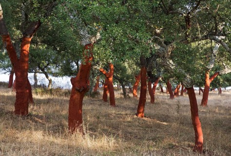 Recently stripped Cork Oaks (Quercus suber) in the Sierra de Grazalema