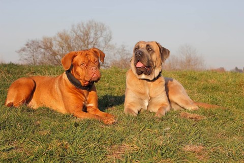 Dogue de Bordeaux or Bordeaux Mastiff and a Cane Corso Italiano lying on a meadow