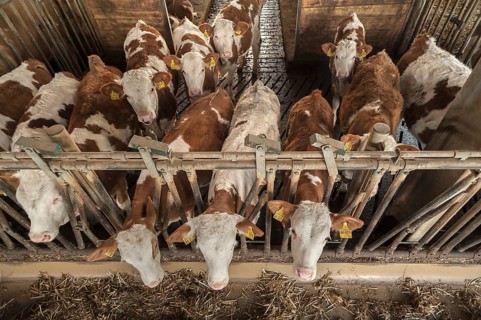 Young cattle at a feed fence in a playpen