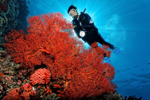 Scuba diver behind Knotted Fan Coral (Melithaea ochracea)
