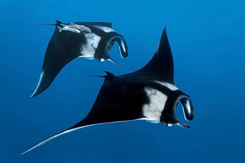 Two Reef manta rays (Manta alfredi)