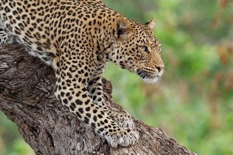 Leopard (Panthera pardus)