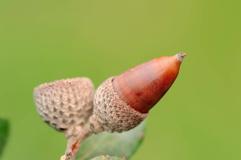 Kermes Oak (Quercus coccifera
