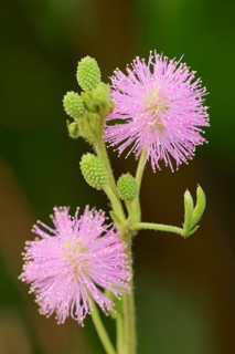 Mimosa