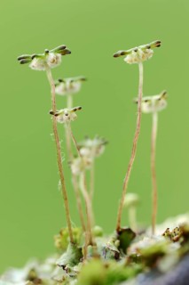 Common Liverwort or Green-tongue Liverwort (Marchantia polymorpha)