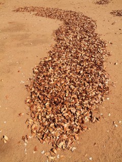 Fallen Mopane leaves (Colophospermum mopane)