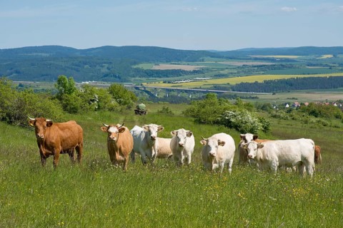Domestic cattle standing on a pasture