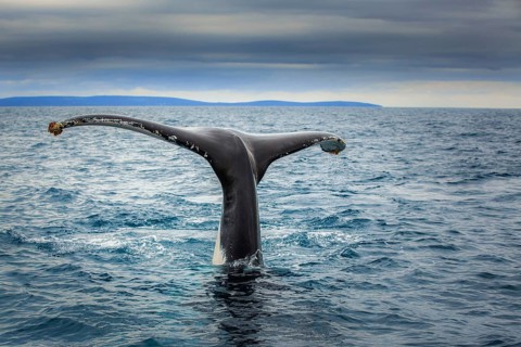 Fluke of a Southern Right Whale (Eubalaena australis)