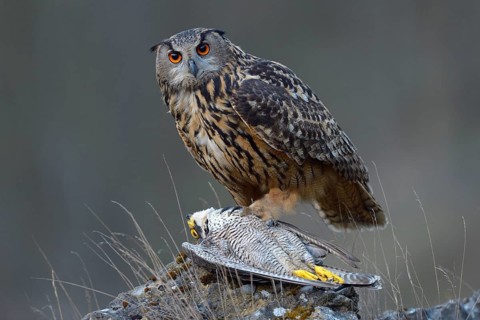 Eurasian Eagle-Owl (Bubo bubo)