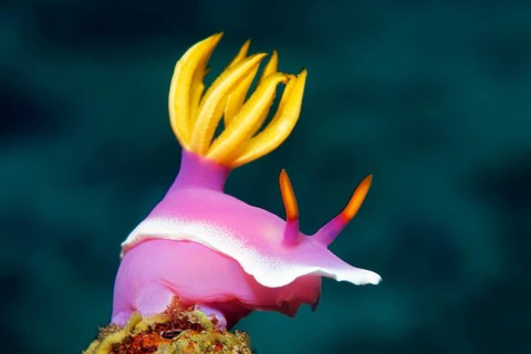 Bullocks Hypselodoris (Hypselodoris bullockii)