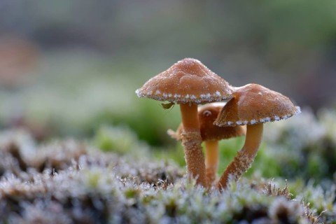 Saffron Parasol or Earthy Powder-cap (Cystoderma amianthinum)