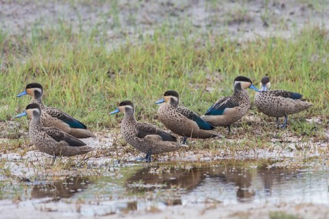 Hottentot Teals (Anas hottentota)