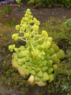 Flat Aeonium (Aeonium subplanum)