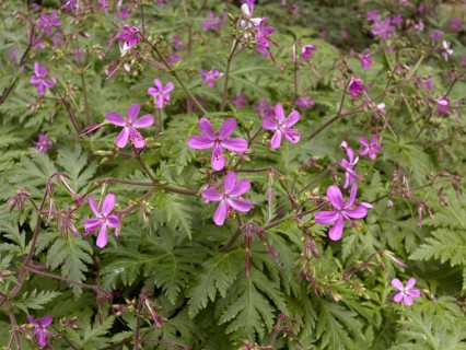 Canary Islands Geranium (Geranium canariense)