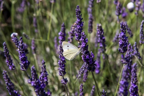 Clouded Apollo (Parnassius mnemosyne)