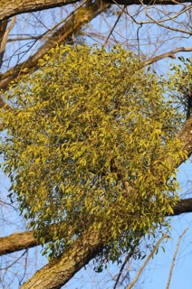 Parasitic plant