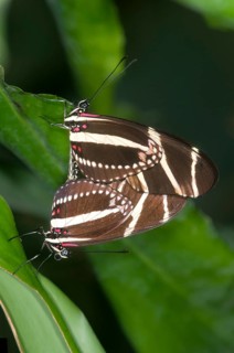 Zebra Longwing Butterflies (Heliconius charithonia)