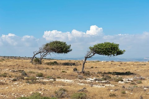 Wind blown trees