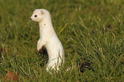 Stoat