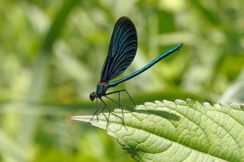 Beautiful Demoiselle (Calopteryx virgo)