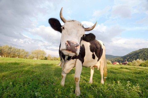Cow on the pasture