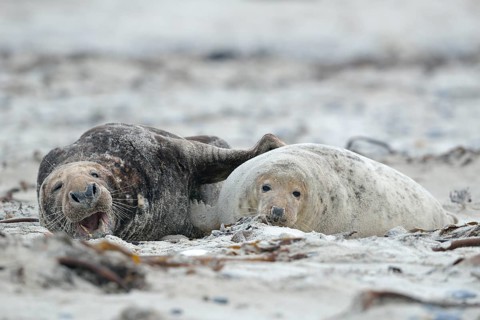 Grey seals (Halichoerus grypus) on the beach