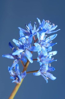 Two-leaf Squill or Alpine Squill (Scilla bifolia)