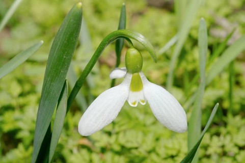 Giant Snowdrop (Galanthus elwesii)