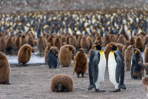 King Penguins (Aptenodytes patagonicus)