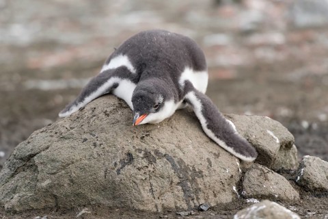 Gentoo Penguin (Pygoscelis papua) chick in downy feathers