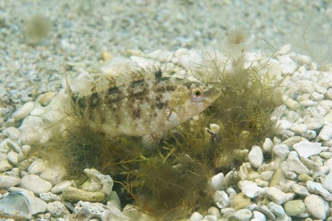 Grey Wrasse (Symphodus cinereus)