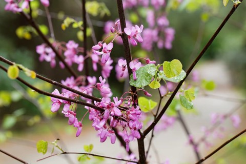 Flowering Judas Tree (Cercis siliquastrum)
