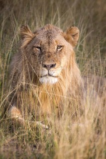 African Lion (Panthera leo)