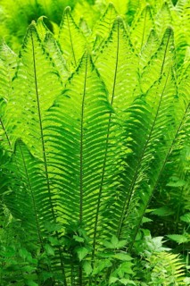 Ostrich Fern or Shuttlecock Fern (Matteuccia struthiopteris)