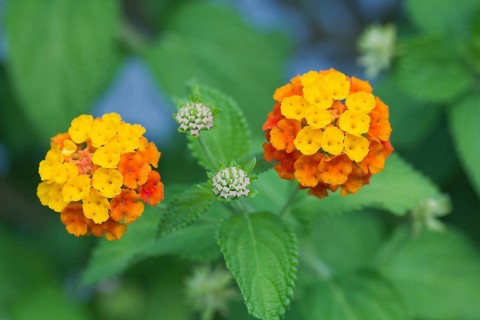 Largeleaf Lantana (Lantana camara)