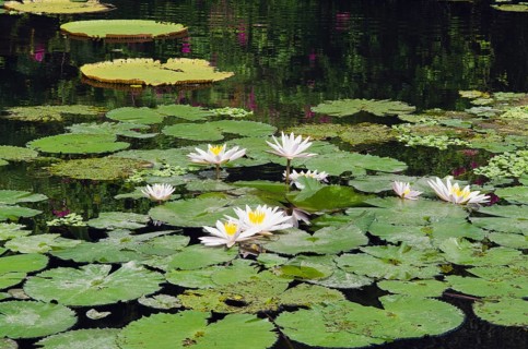 Water lilies (Nymphaea)