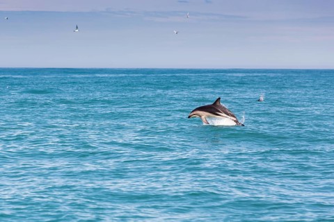 Hector's Dolphin (Cephalorhynchus hectori) jumping out of the water