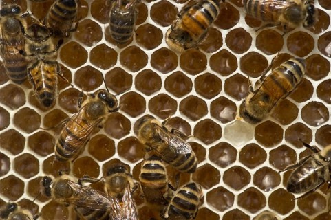 Honey Bees (Apis sp.) on a honeycomb