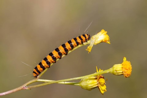 Cinnabar Moth (Tyria jacobaeae)