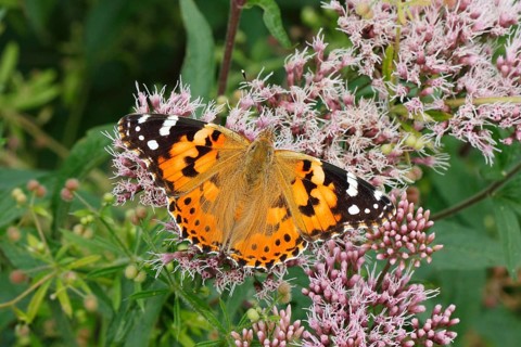 Painted Lady (Vanessa cardui
