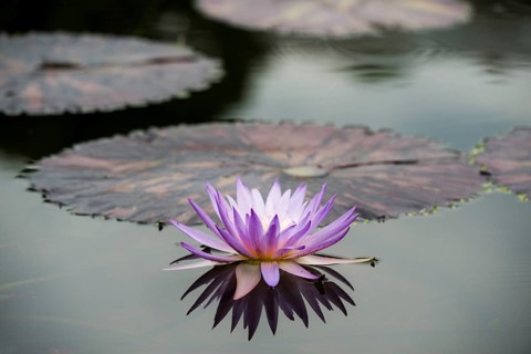 Blue Pigmy (Nymphaea colorata)