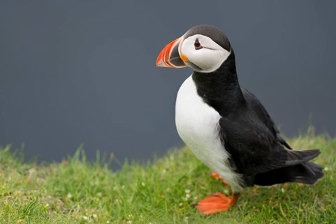 Puffin (Fratercula arctica)