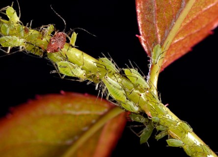 Colony of Large Rose Aphids (Macrosiphum rosae)