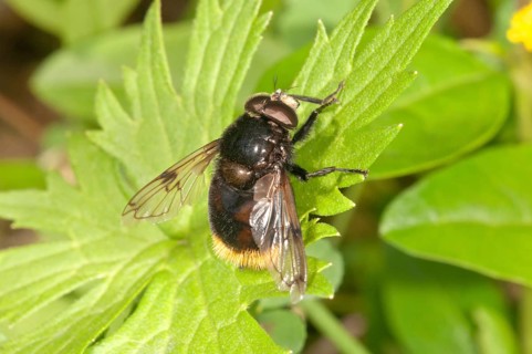 Large Hoverfly (Volucella bombylans)