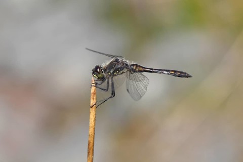 Black Darter (Sympetrum danae) sunning itself on a stalk