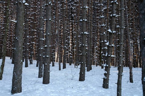 Pine tree forest in the snow
