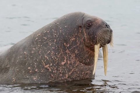 Walrus (Odobenus rosmarus)