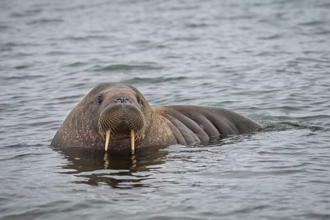 Walrus (Odobenus rosmarus)