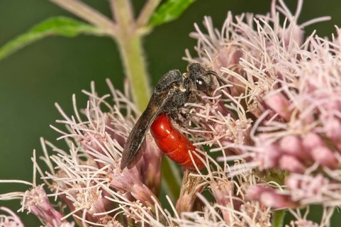 Blood Bee (Sphecodes albilabris) on Hemp-agrimony (Eupatorium cannabinum)