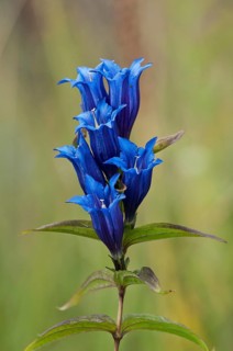 Willow Gentian (Gentiana asclepiadea)